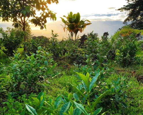 Maui Organic Tea Farm