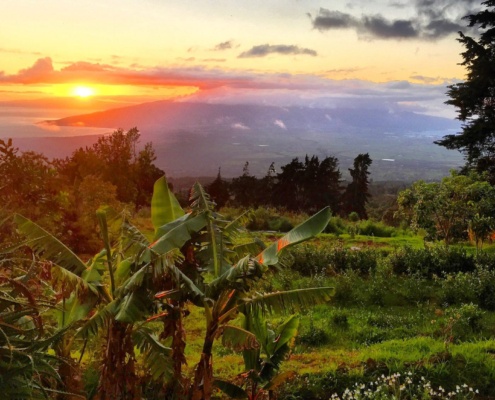 Maui Tea Grown Organic in Hawaii